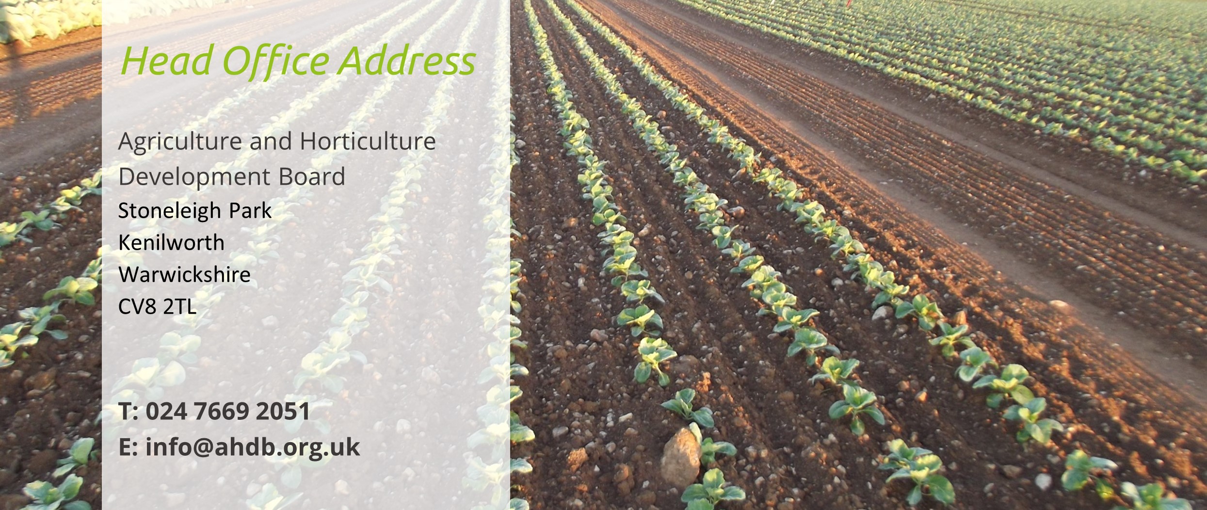 Field of brassicas with AHDB contact details overlay
